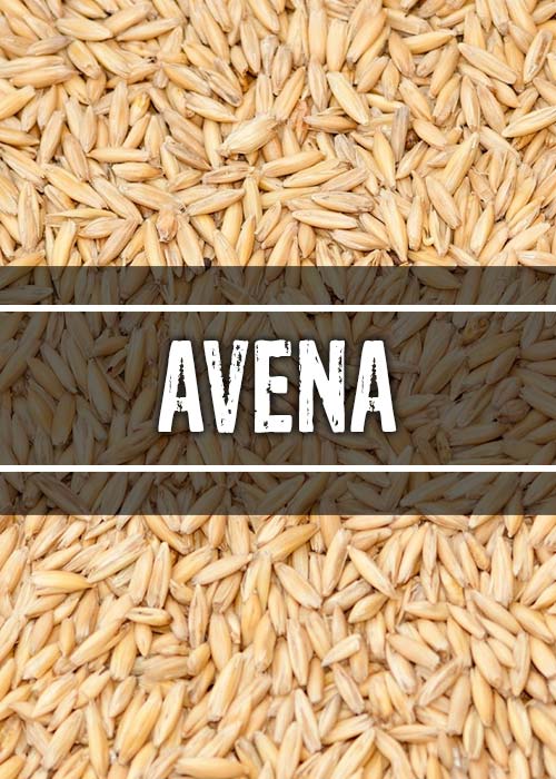 Avena
