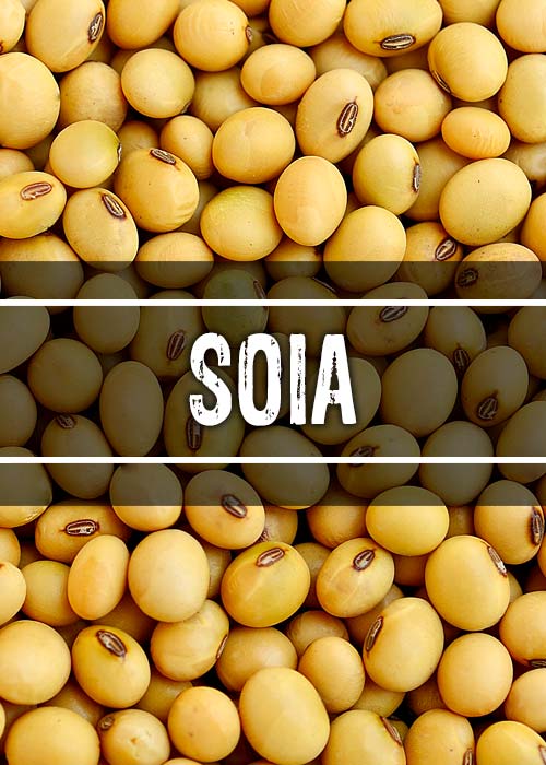 Soia